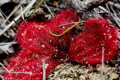 Drosera collina