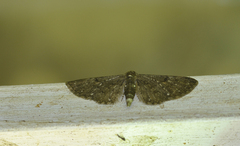 Eupithecia tripunctaria