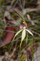 Caladenia fulva