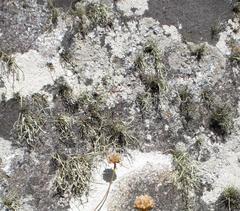 Ramalina siliquosa