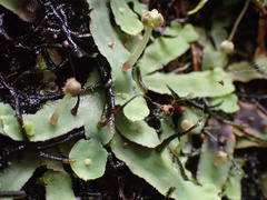 Plagiochasma rupestre