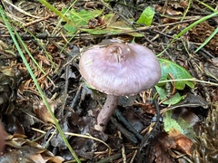Inocybe lilacina