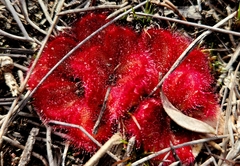 Drosera collina