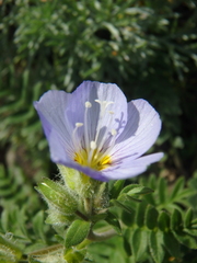 Polemonium boreale