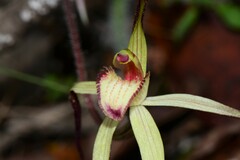 Caladenia fulva