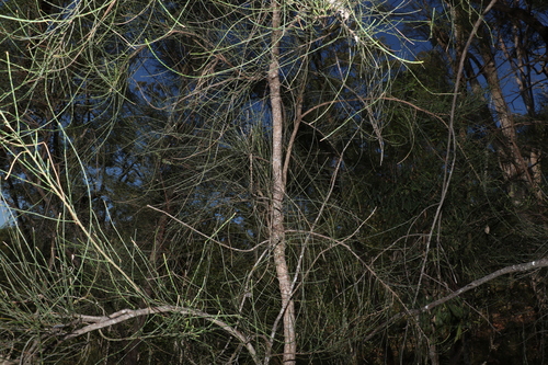 Image of Casuarina cristata by (c) Greg Tasney, some rights reserved (CC BY-SA)