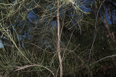 Casuarina cristata