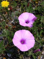 Convolvulus althaeoides