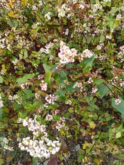 Fagopyrum esculentum