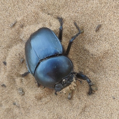 Scarabaeus