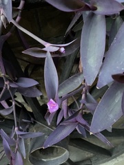 Tradescantia pallida