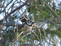 Lophophanes cristatus