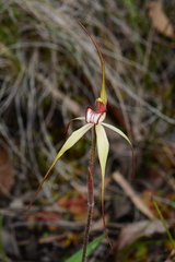 Caladenia fulva