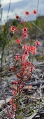 Drosera drummondii