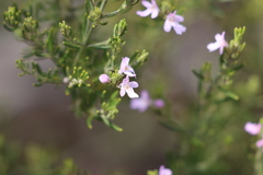 Westringia eremicola