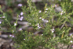 Westringia eremicola