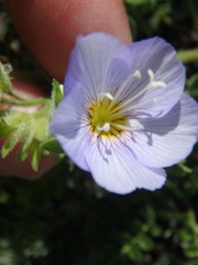 Polemonium boreale