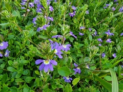 Scaevola aemula