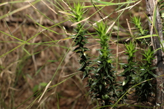 Melichrus urceolatus