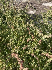Atriplex littoralis