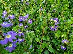 Scaevola aemula
