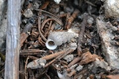 Cochlostoma septemspirale