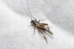 Teleogryllus commodus