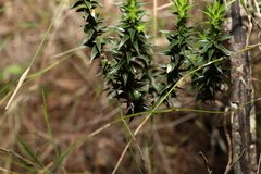 Melichrus urceolatus