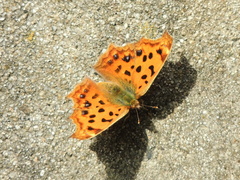 Polygonia c-aureum