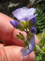 Polemonium boreale