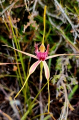 Caladenia pectinata