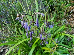 Dianella tasmanica