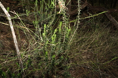 Melichrus urceolatus