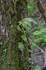 Polypodium vulgare