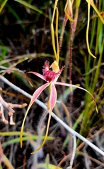 Caladenia pectinata