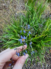 Dianella tasmanica