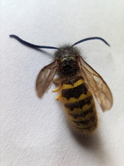 Dolichovespula saxonica