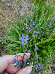 Dianella tasmanica