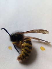 Dolichovespula saxonica