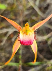 Caladenia pectinata