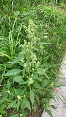 Chenopodium album