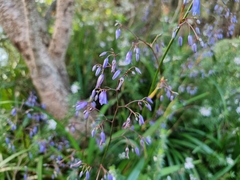 Dianella tasmanica
