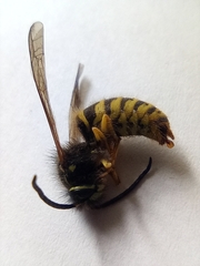 Dolichovespula saxonica