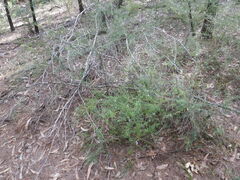 Westringia eremicola