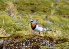 Charadrius modestus