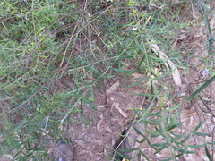 Westringia eremicola