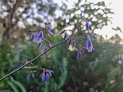 Dianella tasmanica