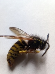 Dolichovespula saxonica