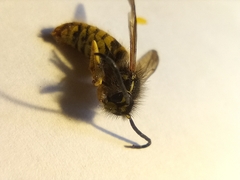 Dolichovespula saxonica