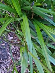 Dianella tasmanica